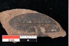 Foto (Detailansicht) von Sphaeria daphnes Ettingshausen (NHMW-GEO-2024-0188-0031a)